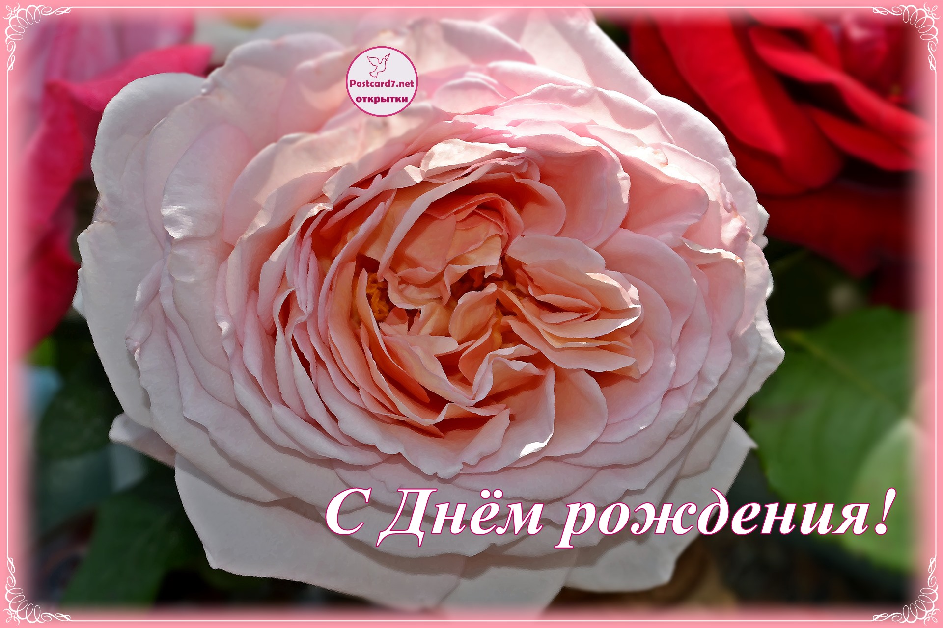 Ароматная роза, открытка с Днём рождения