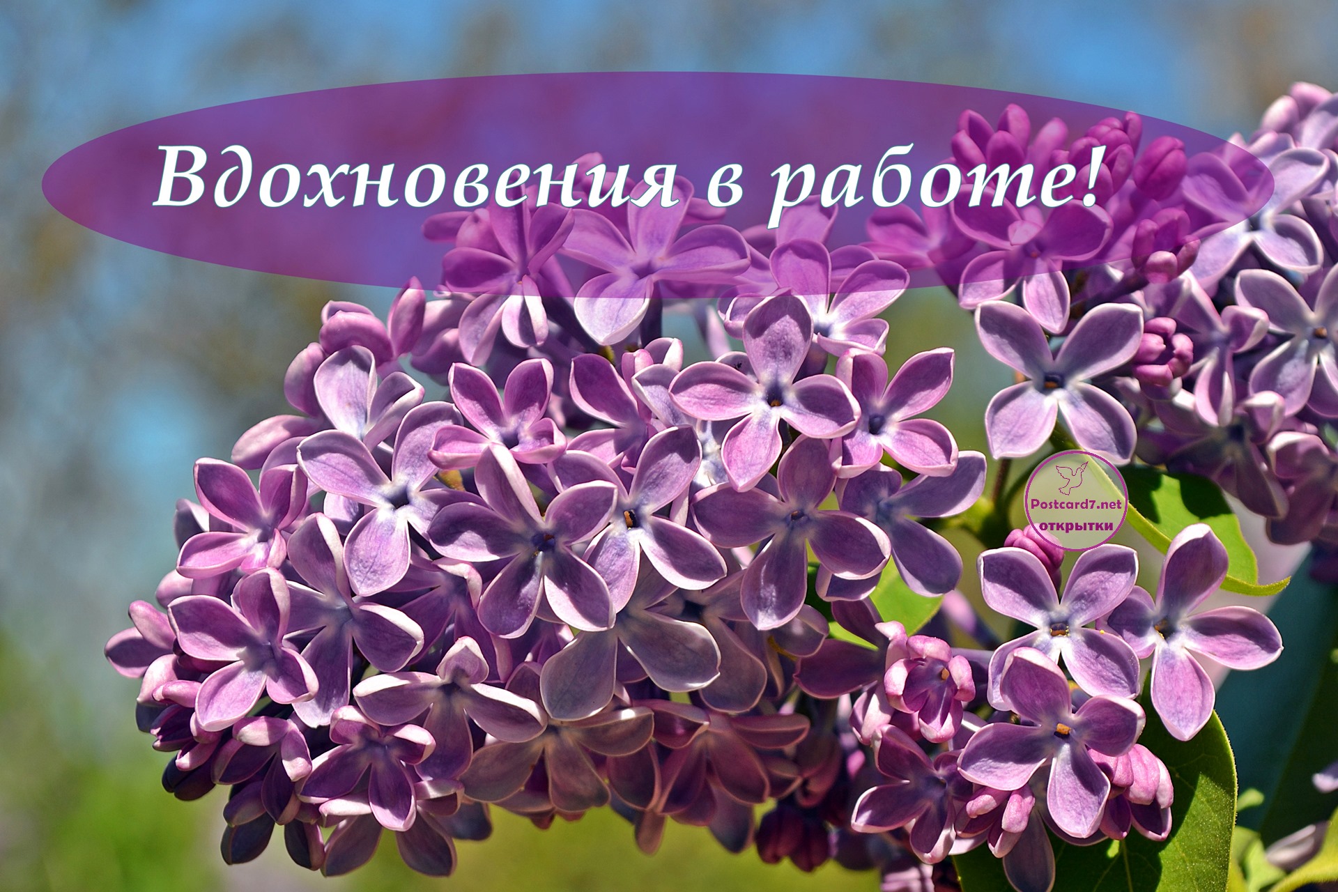 Вдохновения в работе, открытка с сиренью