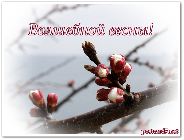 Волшебной весны, открытка, бутоны абрикоса