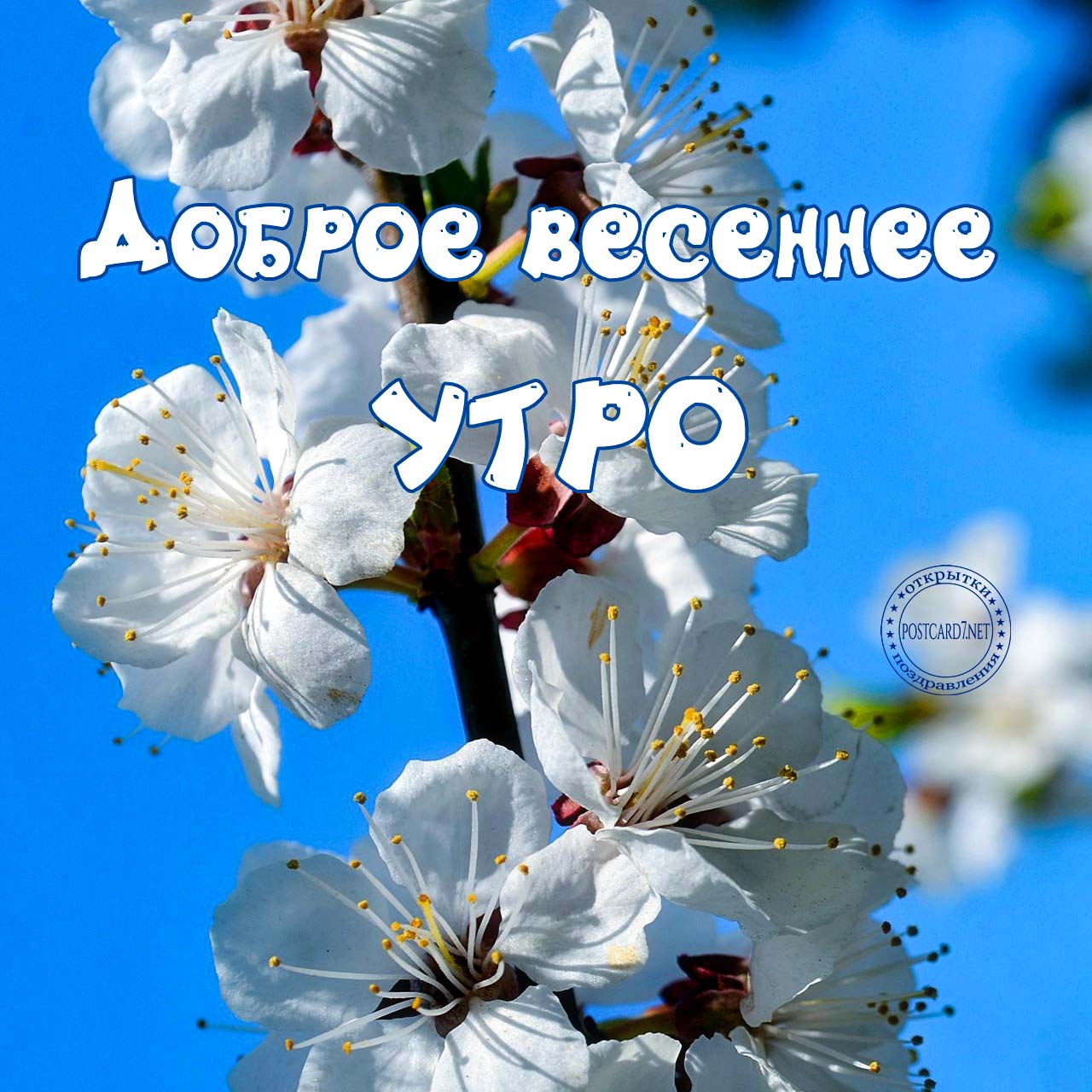 Доброе весеннее утро, галерея открыток