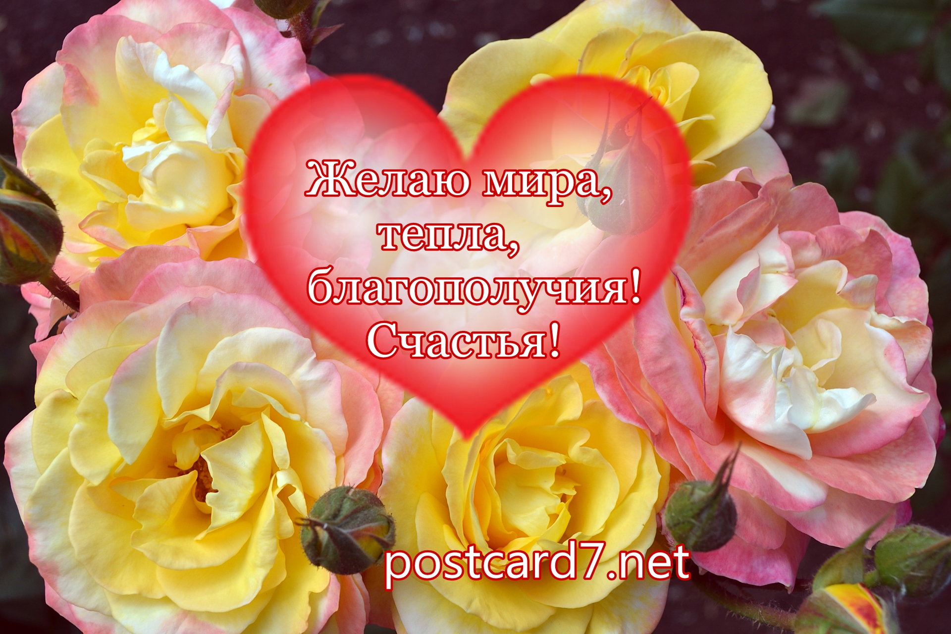 Открытка с розами и пожеланиями мира, тепла, благополучия, счастья