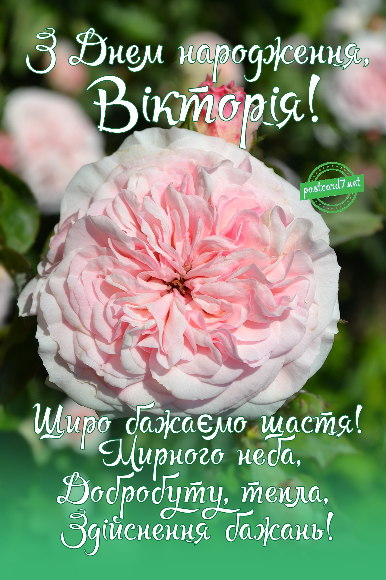 З Днем народження, Вікторія, листівка з рожевою трояндою