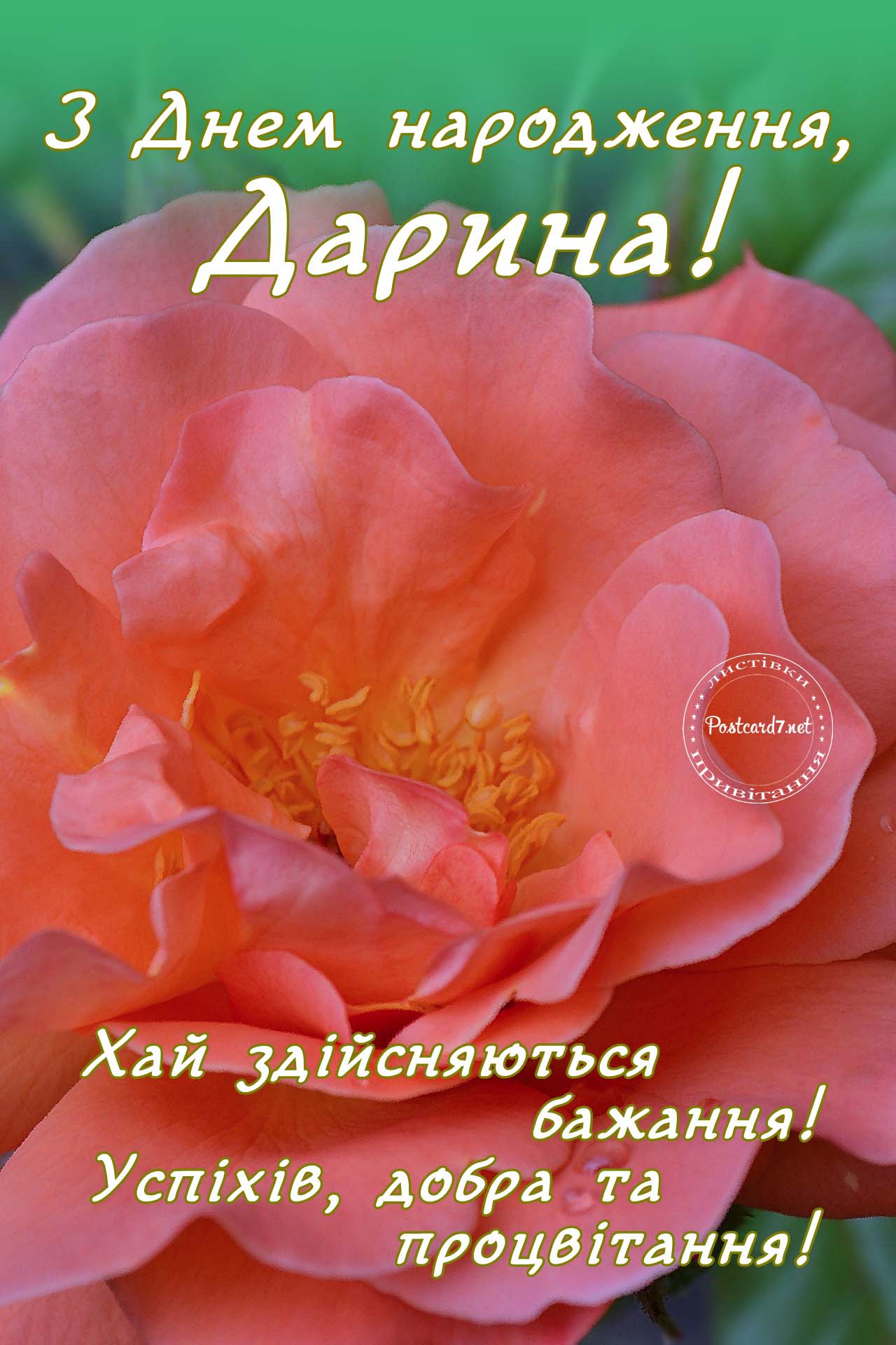 З Днем народження, Дарина, листівка з трояндою