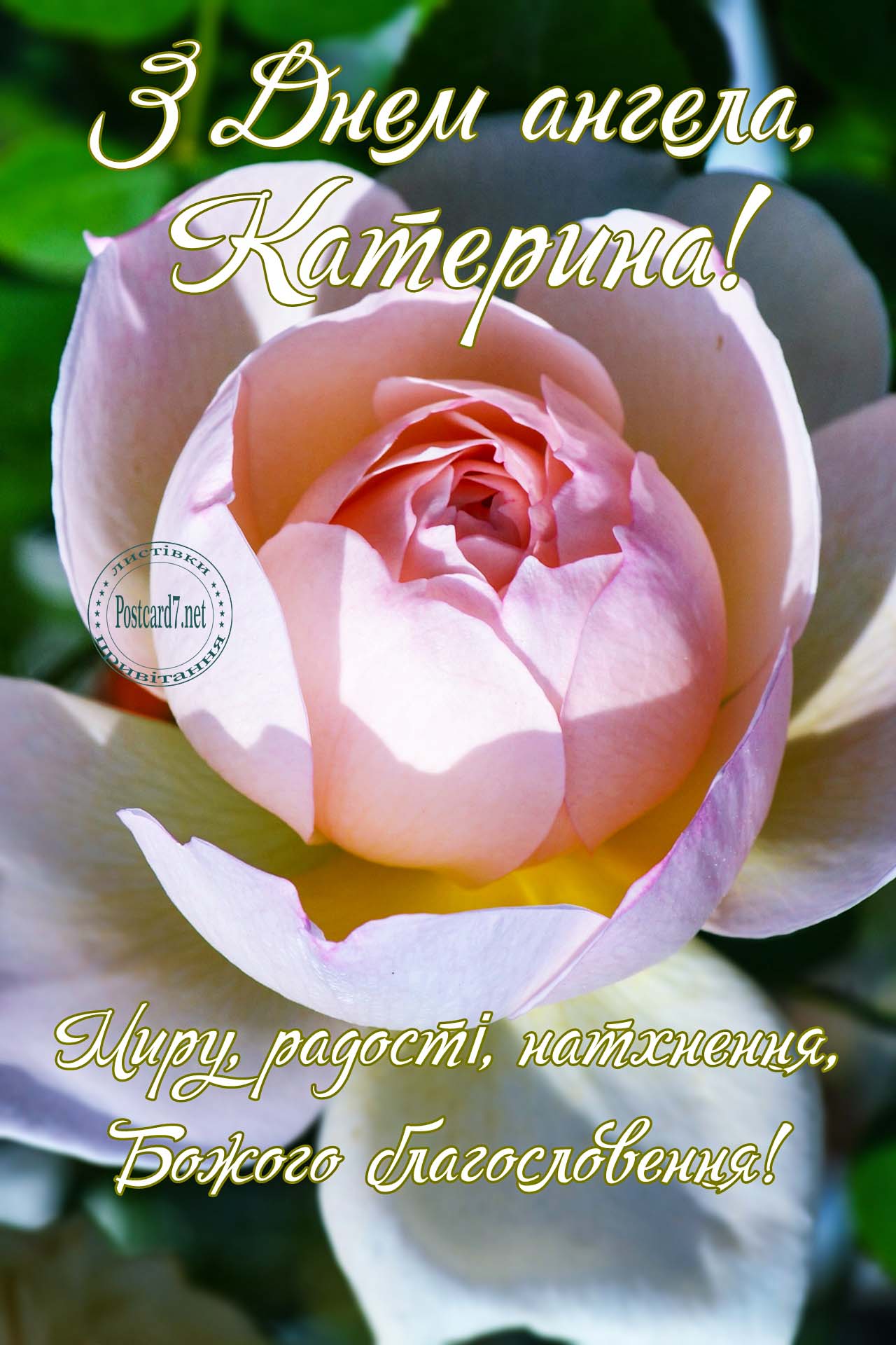 З Днем ангела, Катерина, листівка з рожевою трояндою