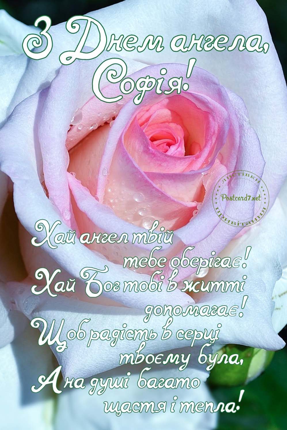 З Днем ангела, Софія, листівка з ранковою трояндою
