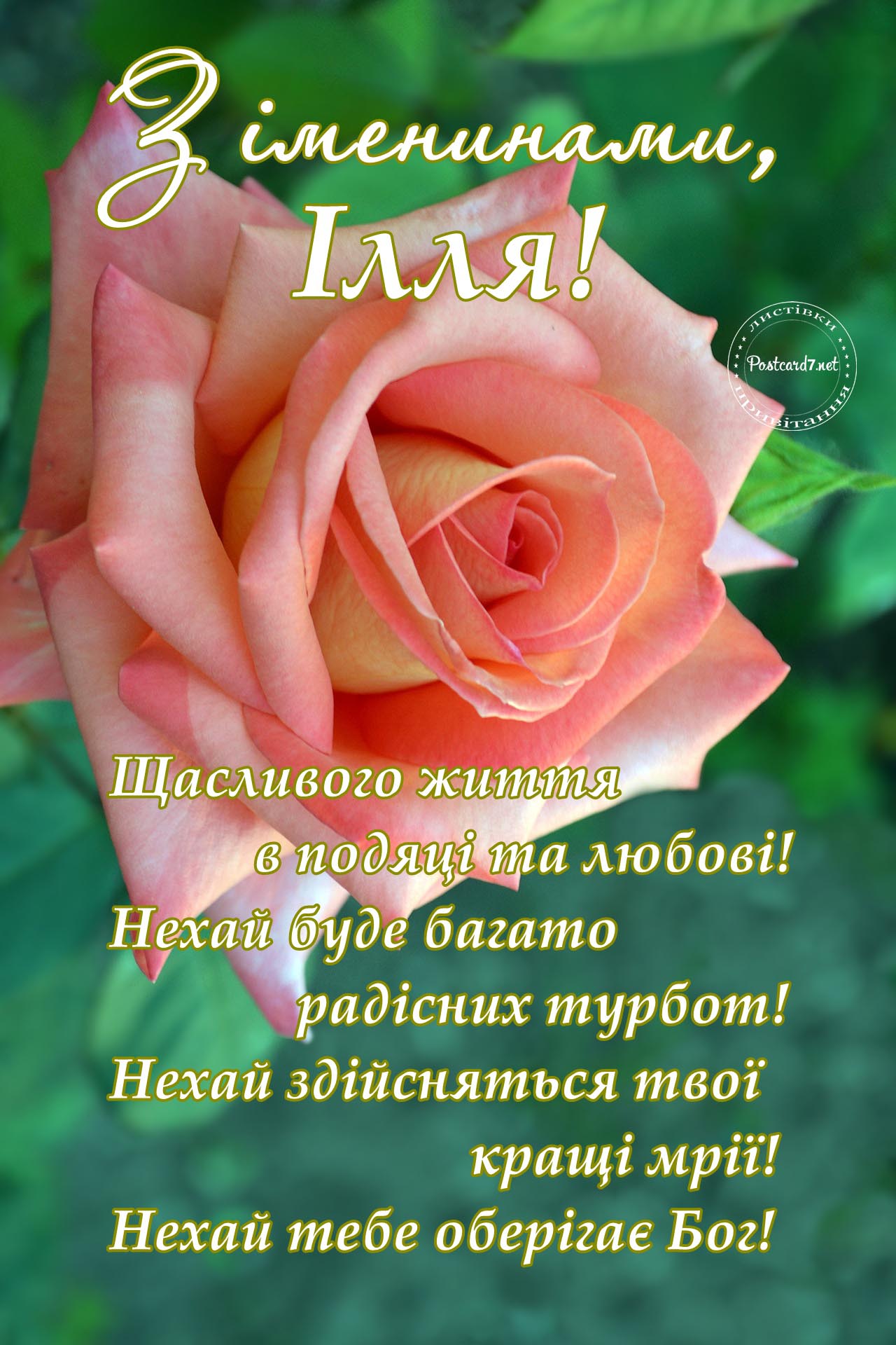 З іменинами, Ілля, листівка з чудовою трояндою