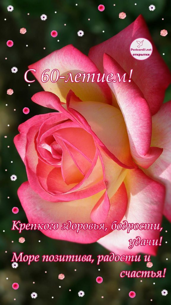 красивая роза, открытка на 60 лет, пожелания