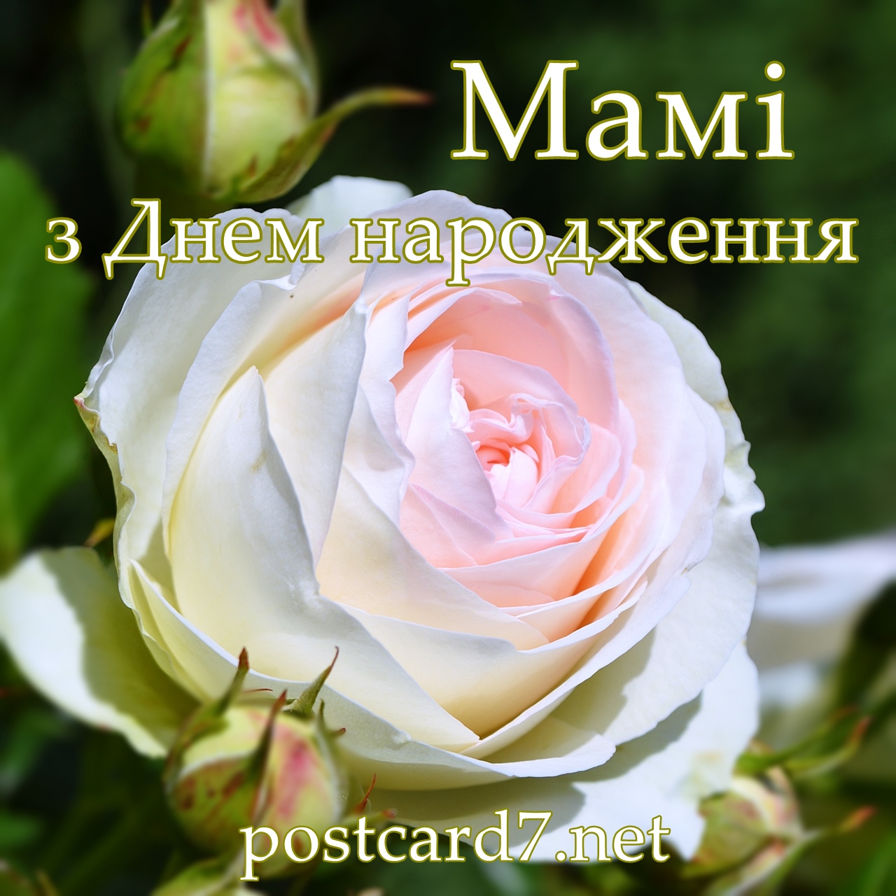 Мамі з Днем народження, головна картинка галереї листівок