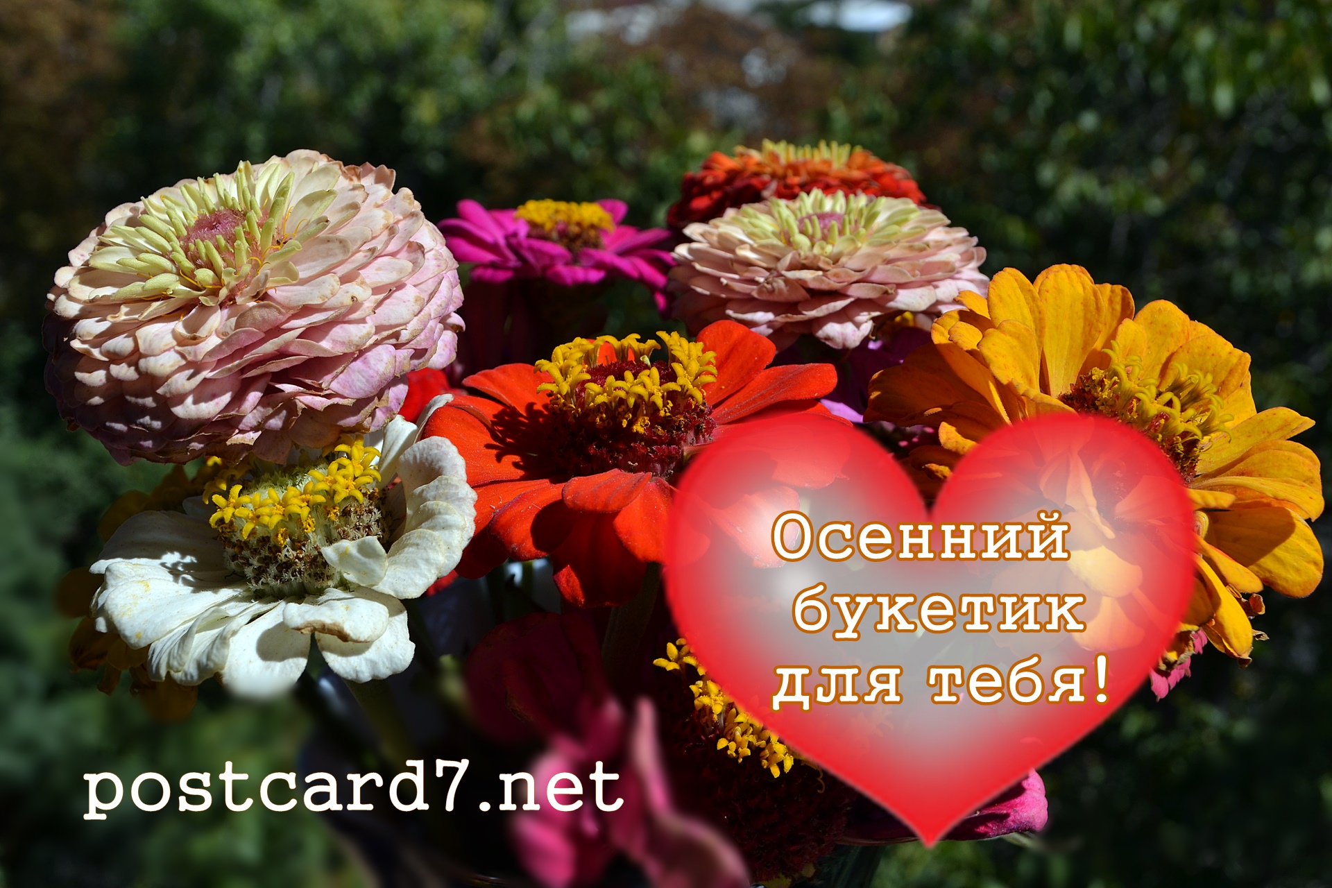 Осенний букетик для тебя! Разноцветные циннии.