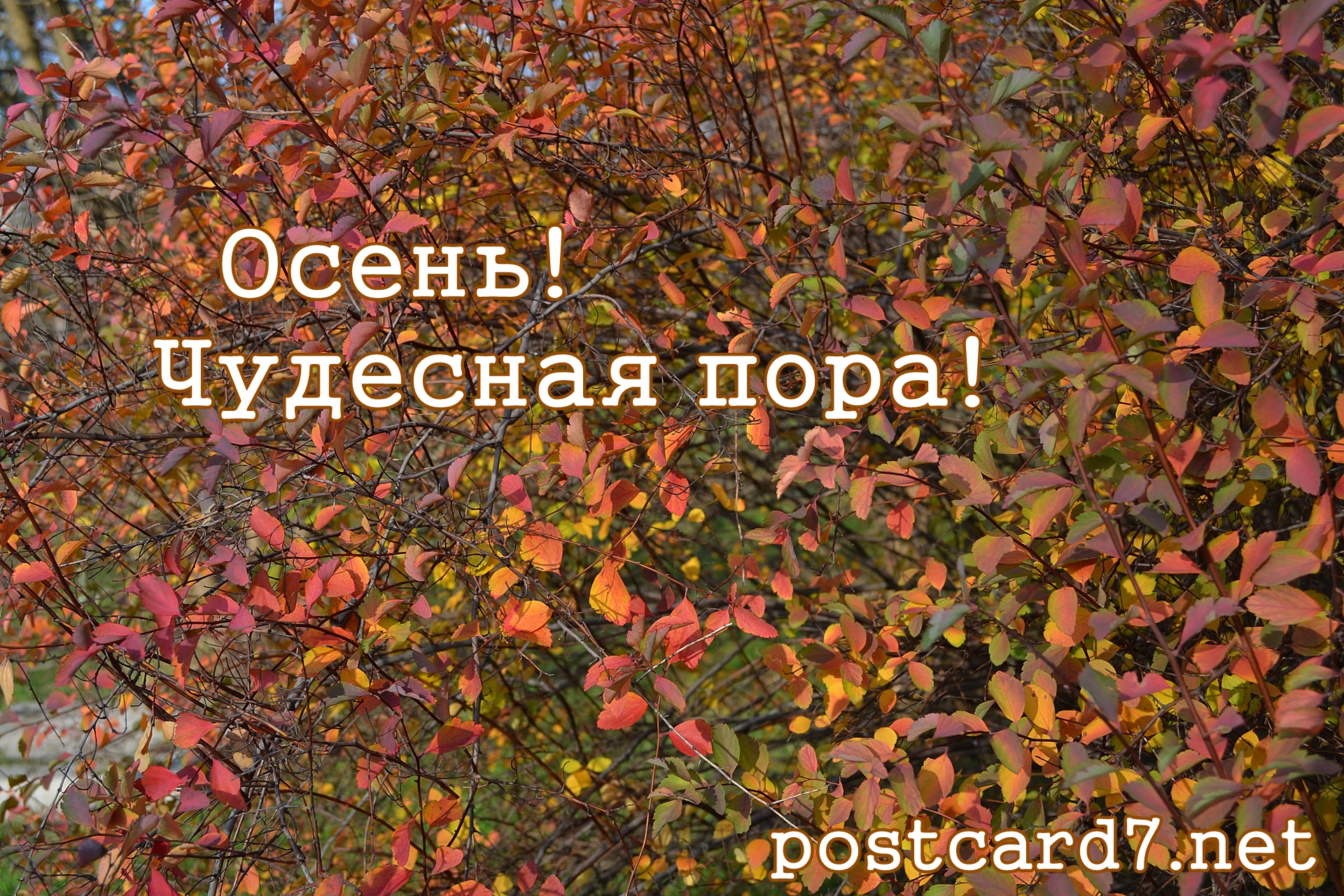 Осень! Чудесная пора! Открытка с красными и рыжими осенними листьями