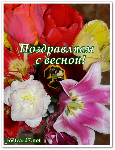 Поздравляем с весной, открытка, тюльпаны