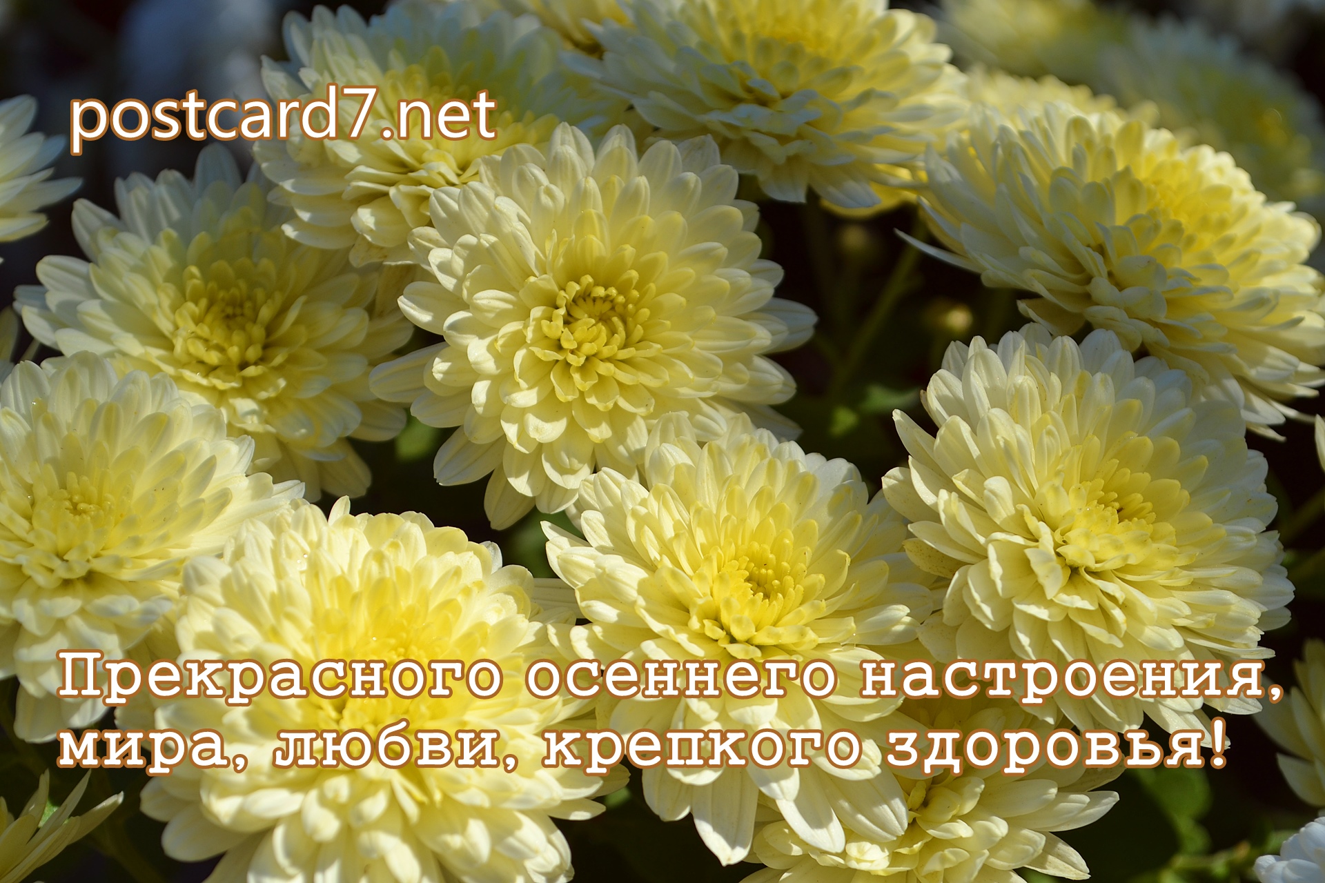 Прекрасного осеннего настроения, открытка, хризантемы