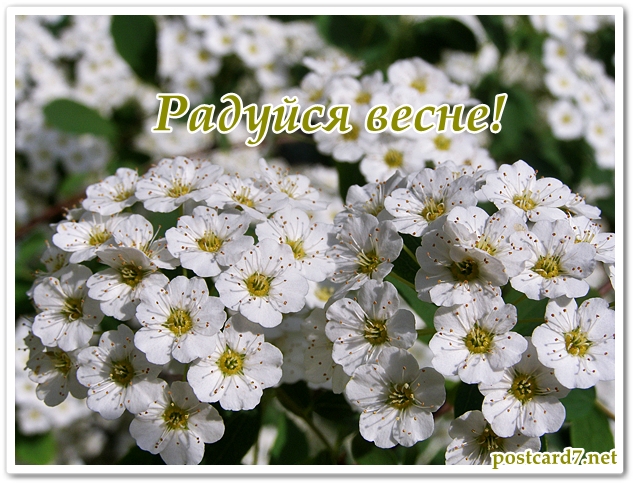 Радуйся весне, открытка, цветущая спирея