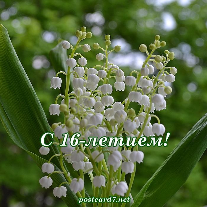 С 16-летием, ландыши