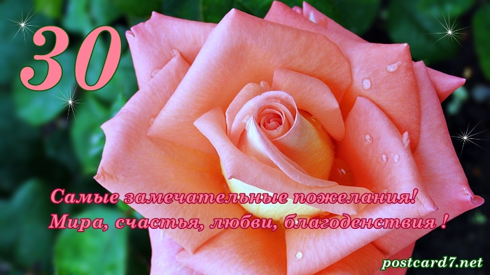 открытка роза в росе