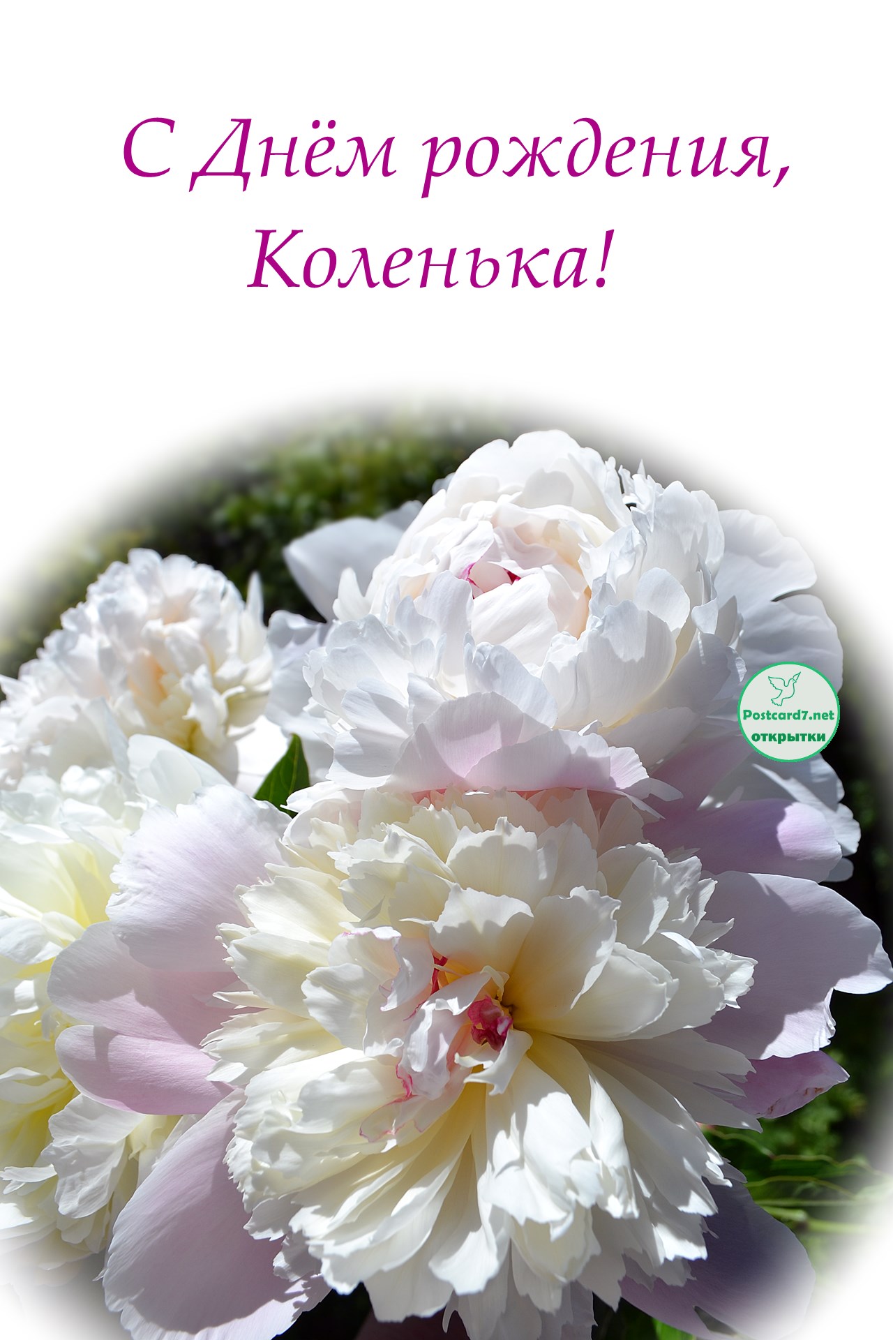 С Днём рождения, Коленька, пионы