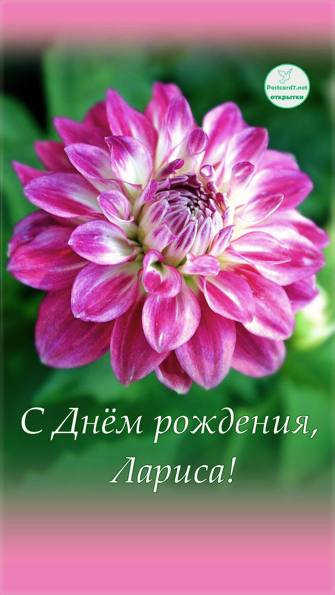 Яркий георгин, открытка Ларисе с Днём рождения.