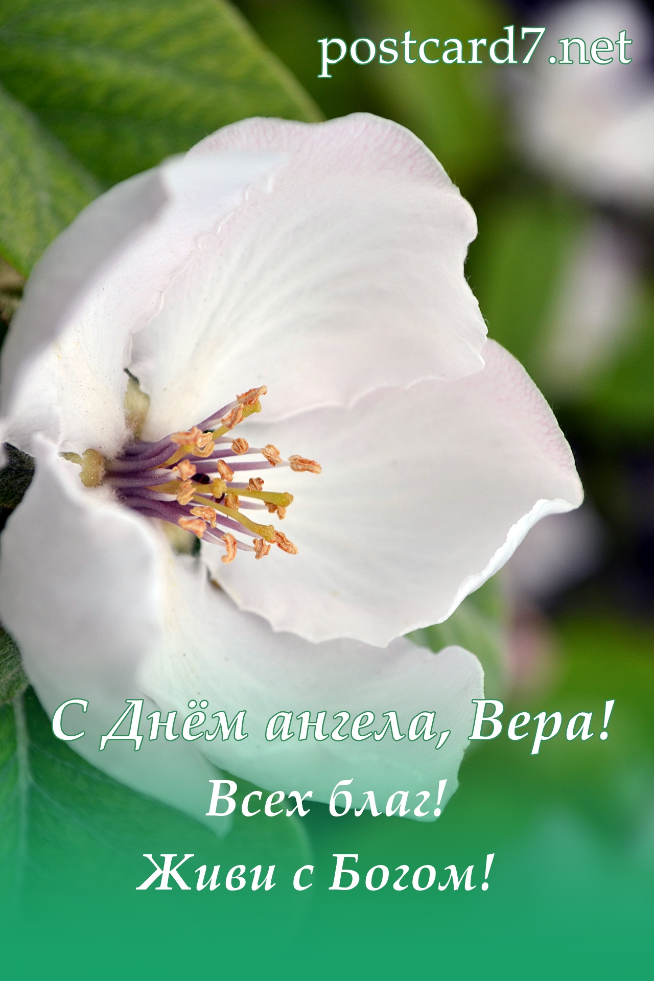 С Днём ангела, Вера, открытка с цветком айвы