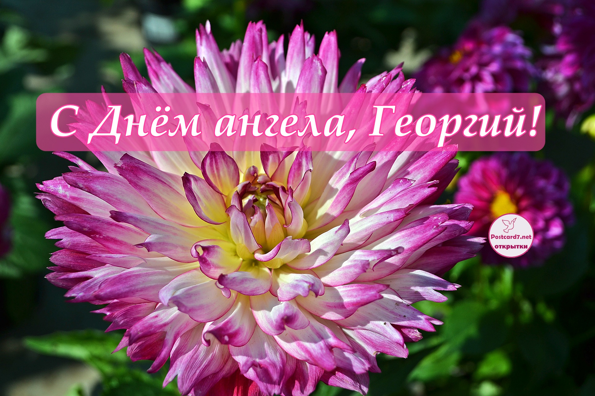 С Днём ангела, Георгий, открытка с георгином