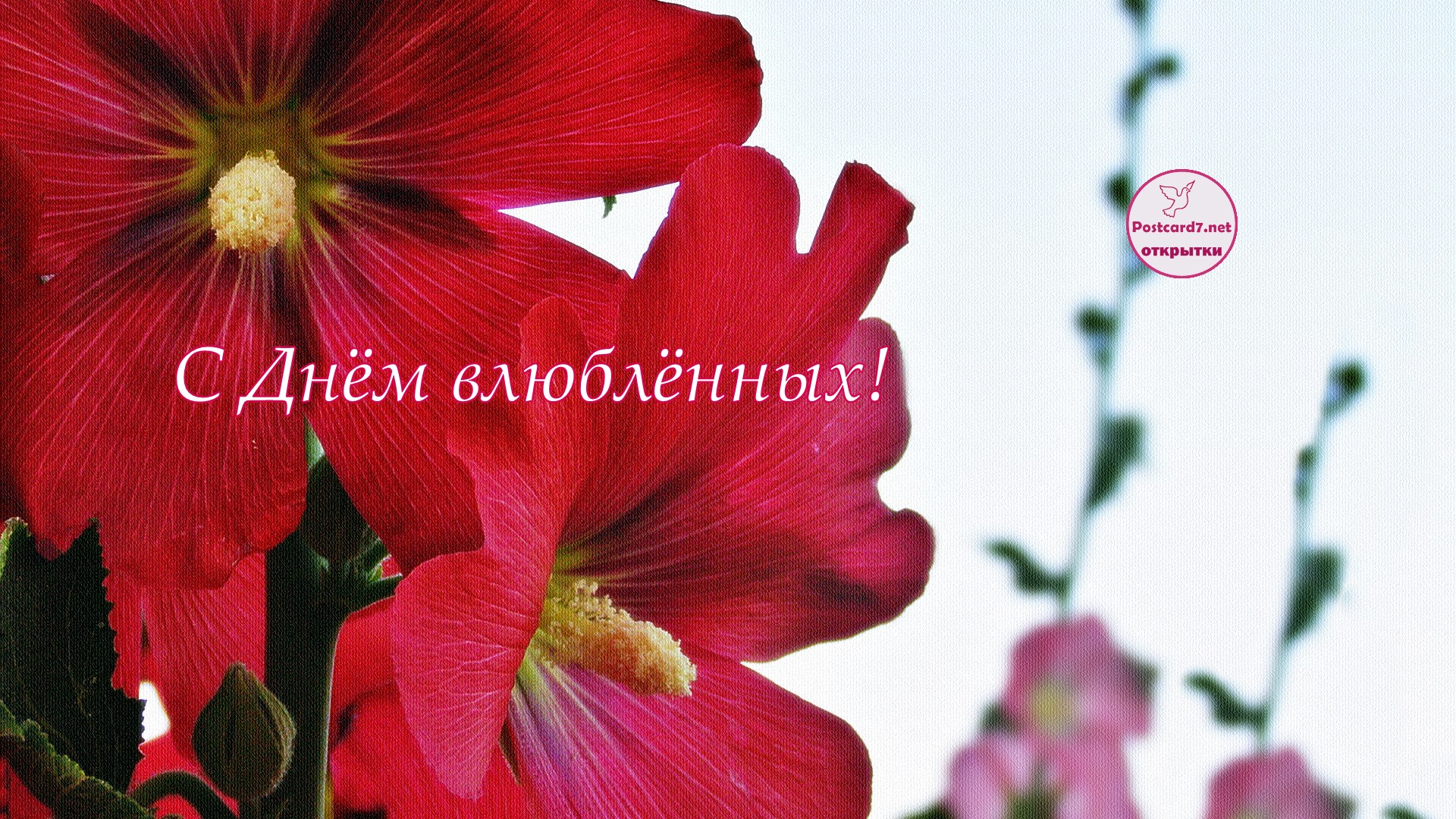 С Днём влюблённых, мальвы