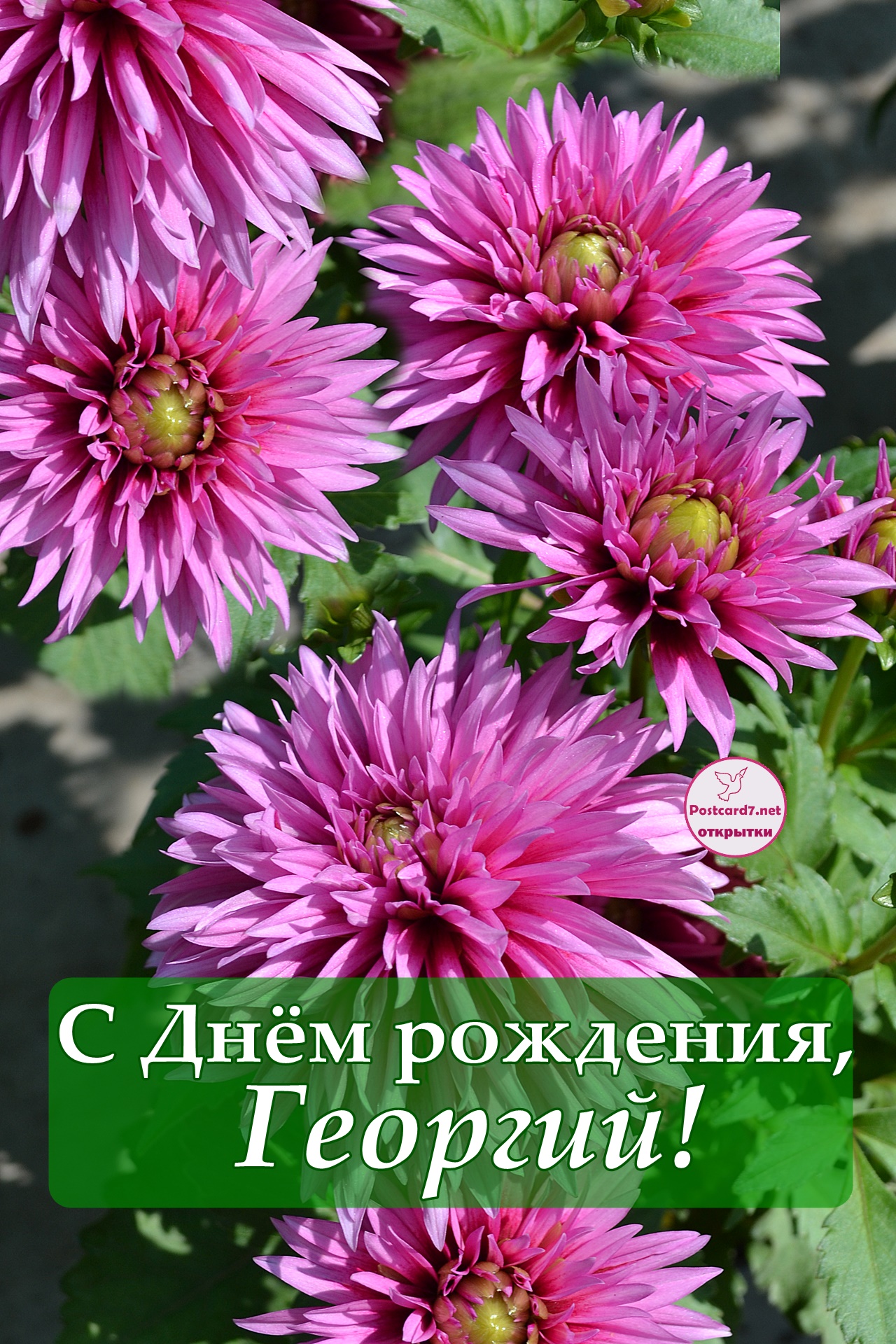 С Днём рождения, Георгий, открытка с георгинами