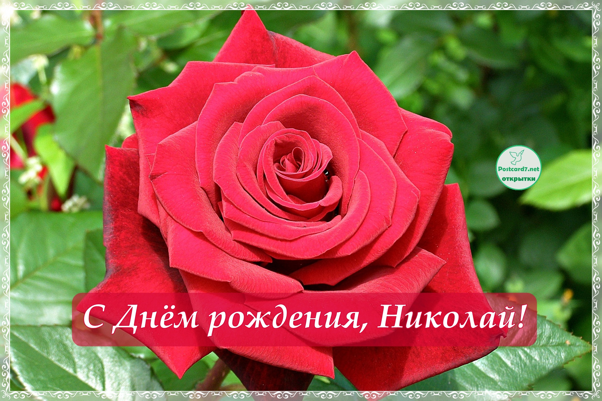 С Днём рождения, Николай, открытка с красной розой