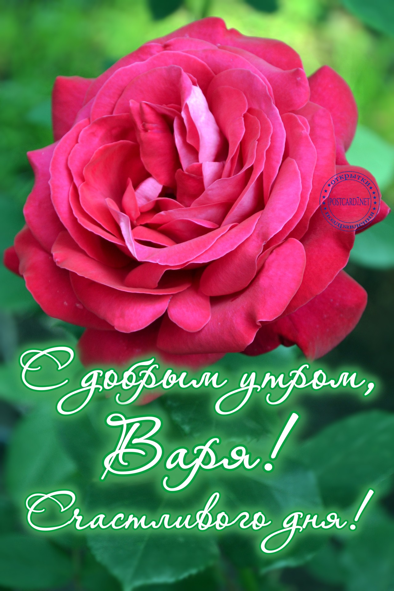 С добрым утром, Варя, открытка с розой