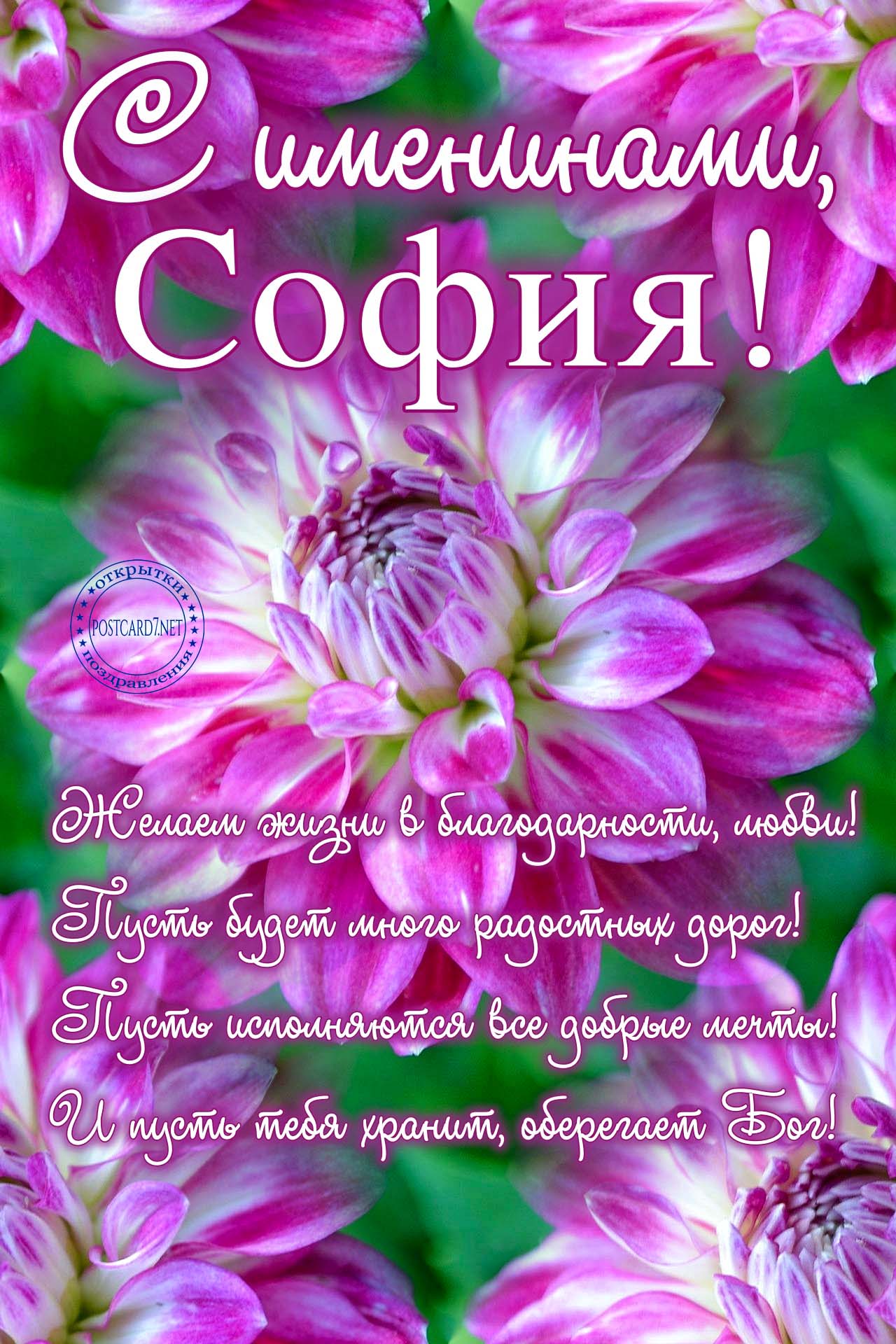 С именинами, София, открытка с яркими георгинами