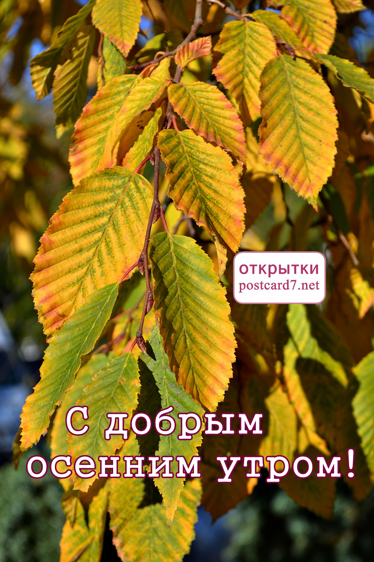 С осенним утром! Открытка с пожелтевшими осенними листьями на ветке