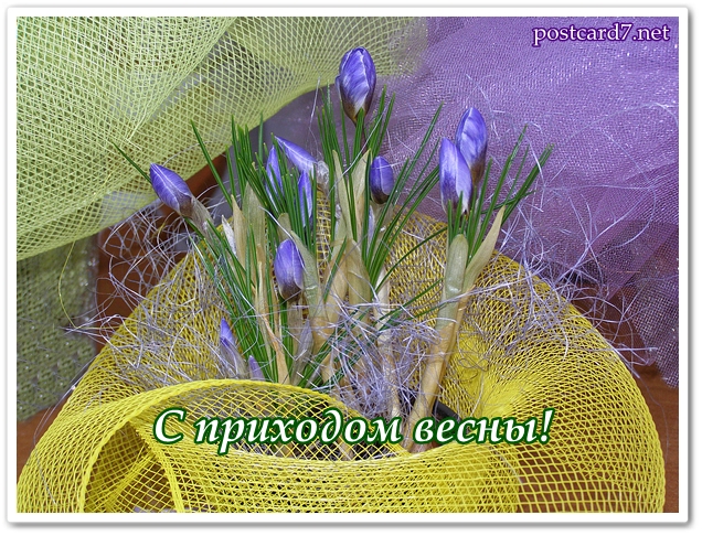 С приходом весны, открытка , шафран