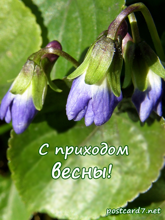 С приходом весны, открытка