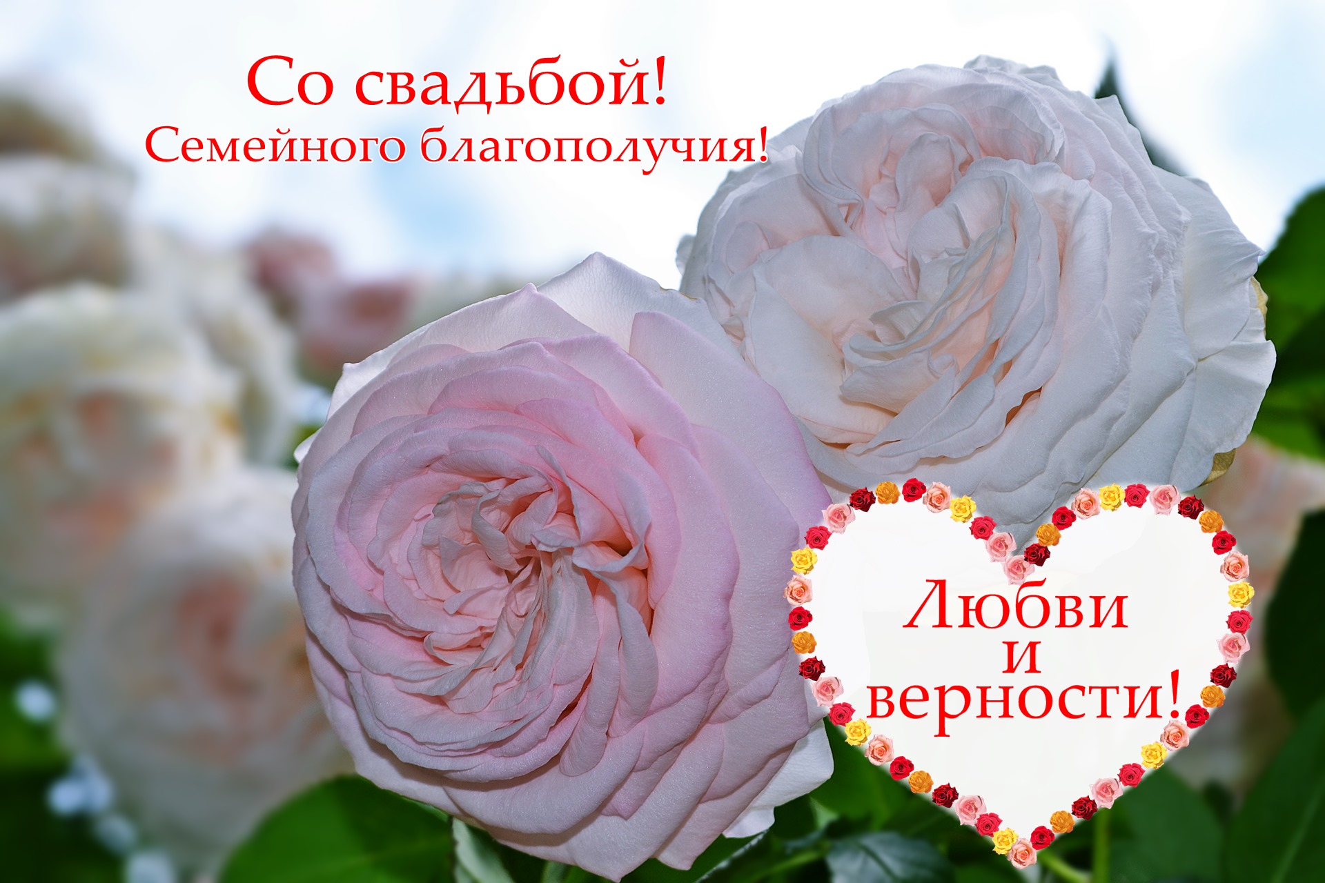 Две розы и сердечко. Свадебная открытка с пожеланиями