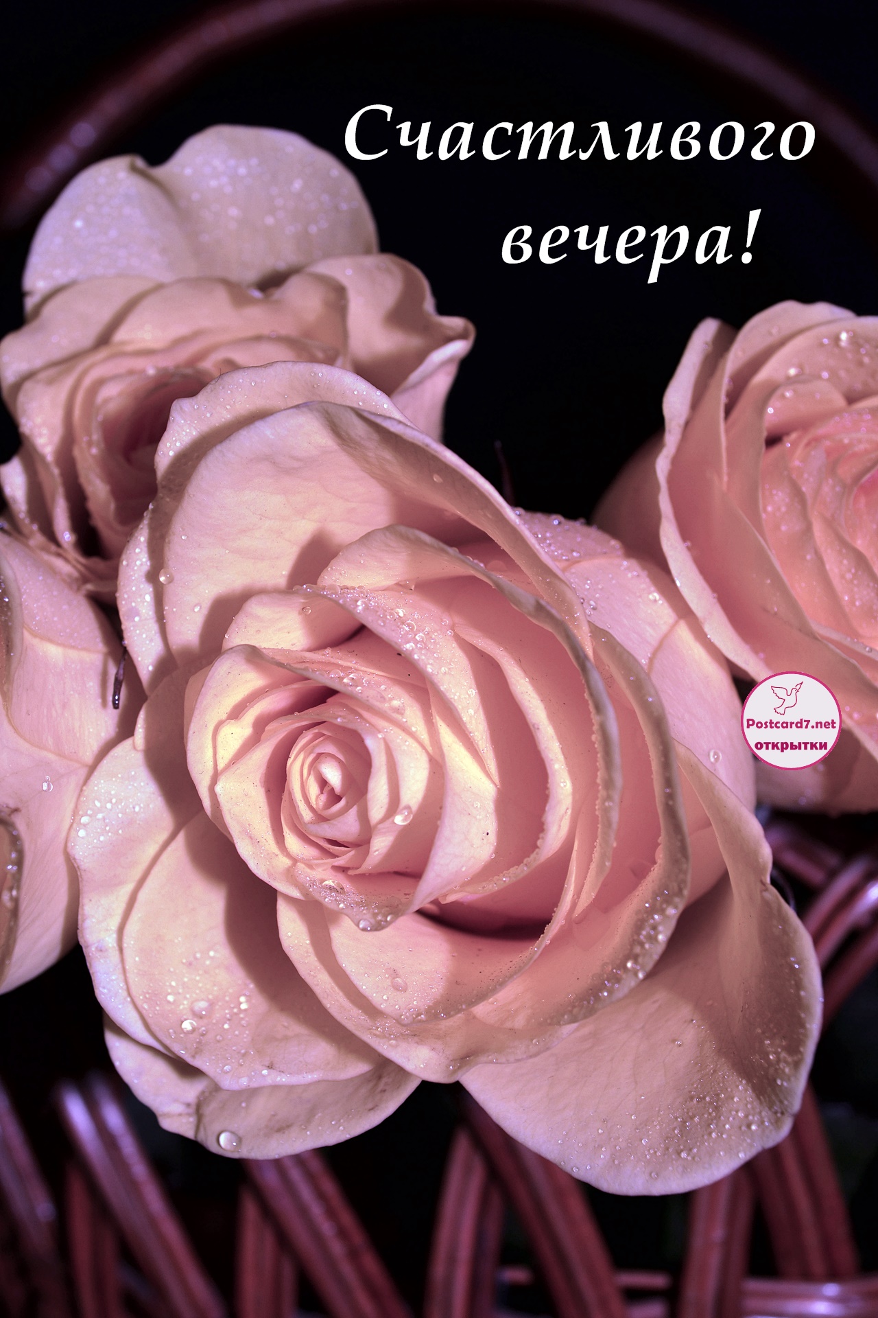 Открытка с вечерними розами в капельках. Счастливого вечера