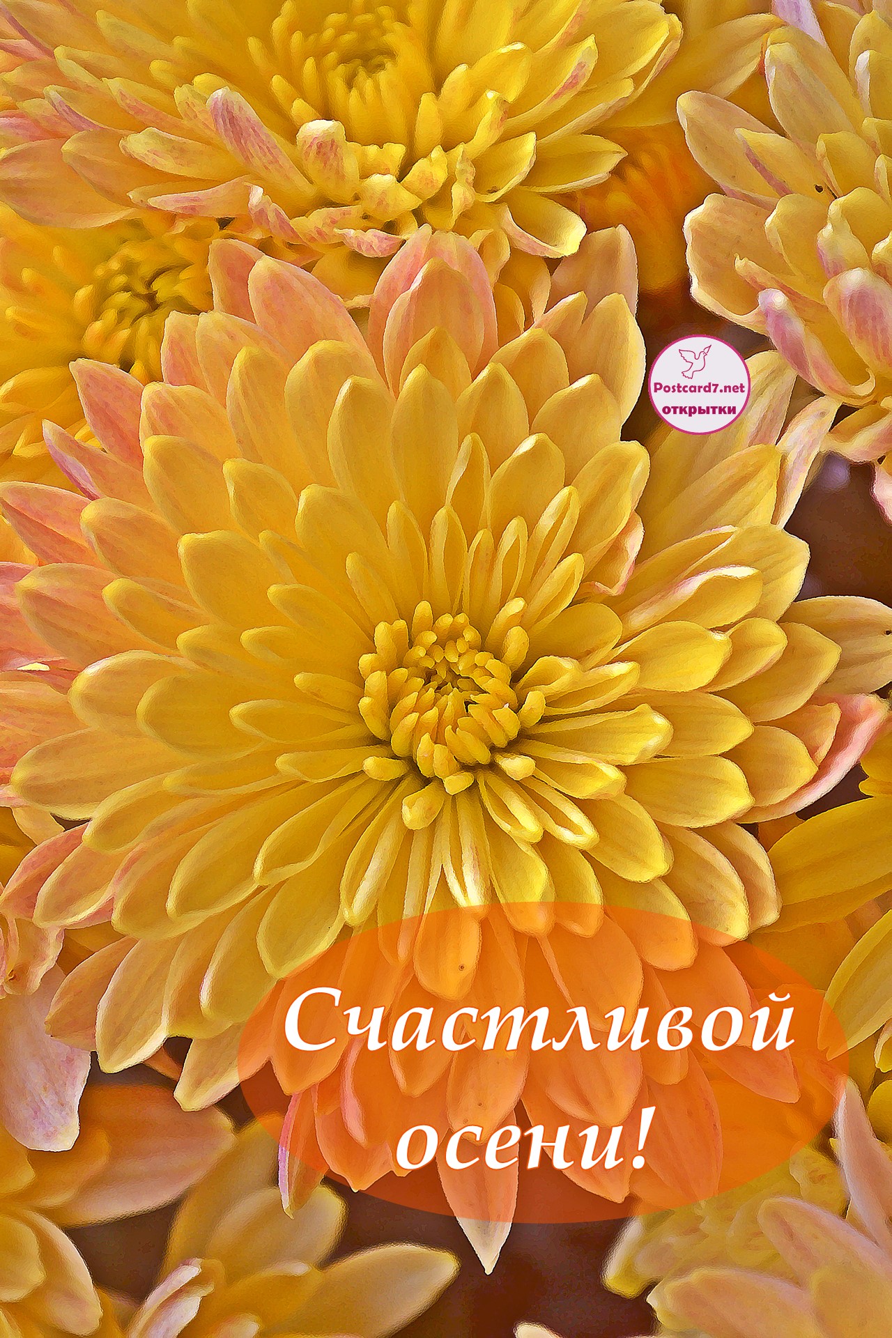 Счастливой осени! Открытка - Жёлтая хризантема