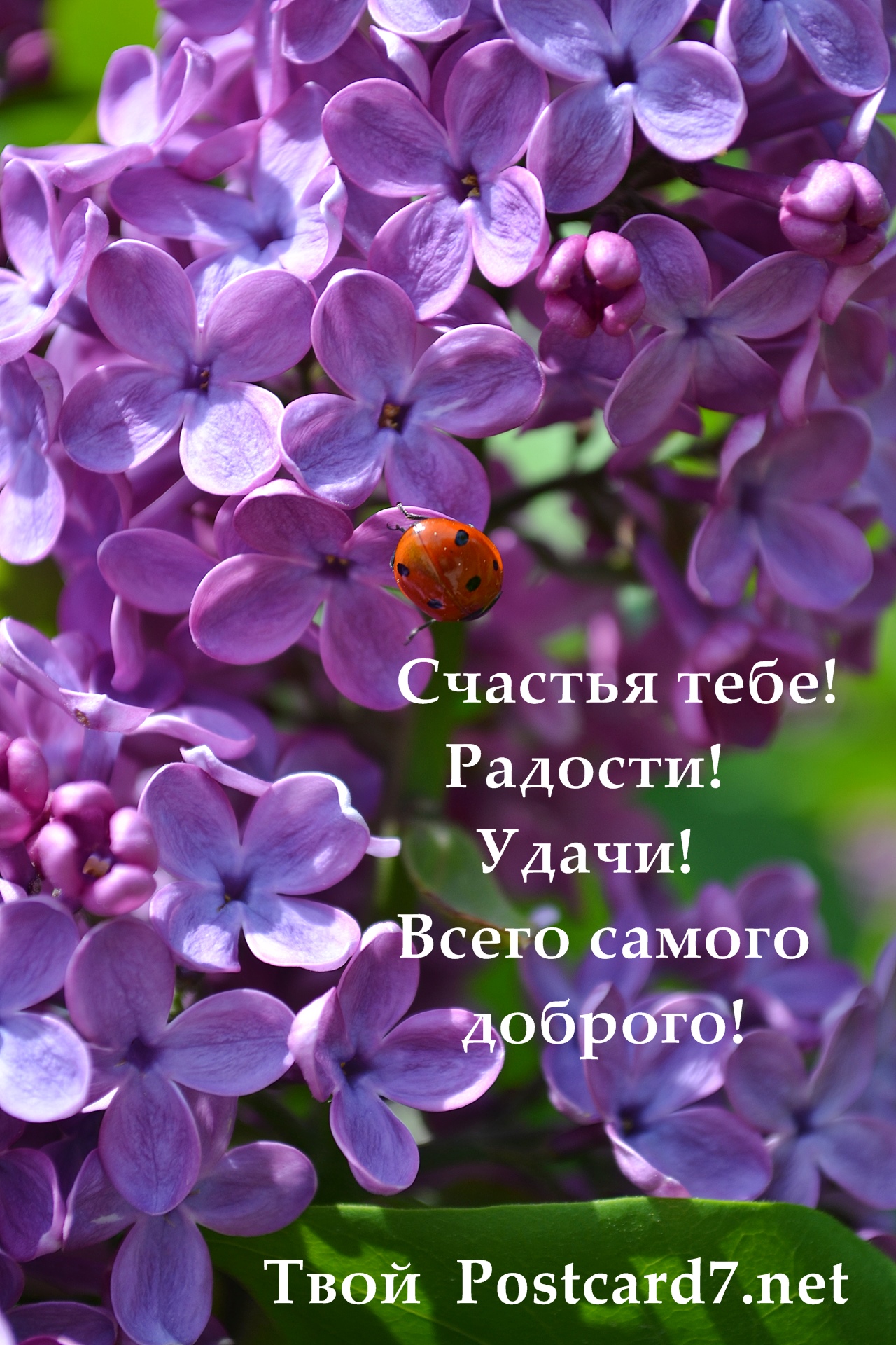 Открытка с сиренью и божьей коровкой. Счастья тебе!
