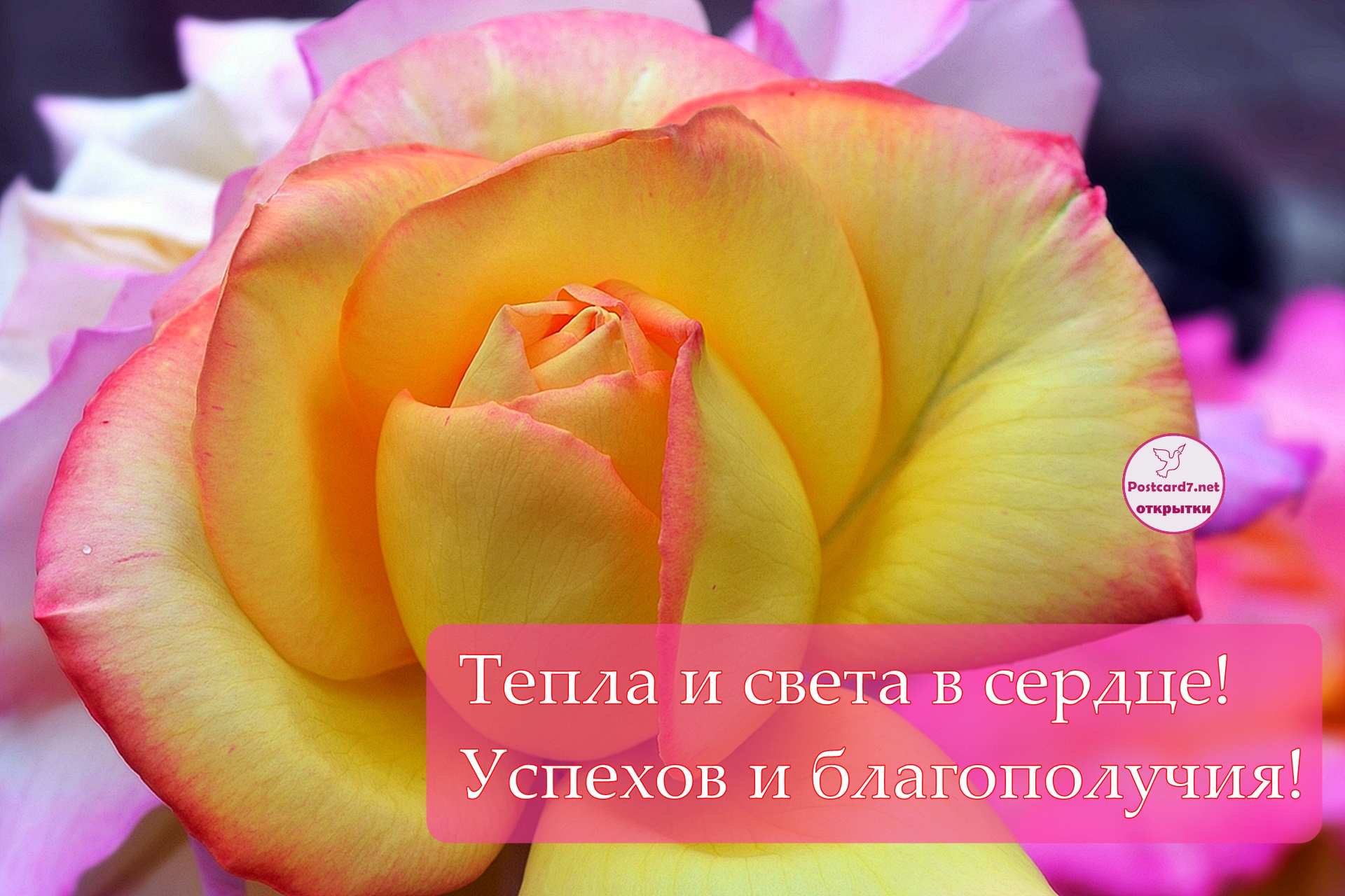Тепла в сердце, открытка с розой