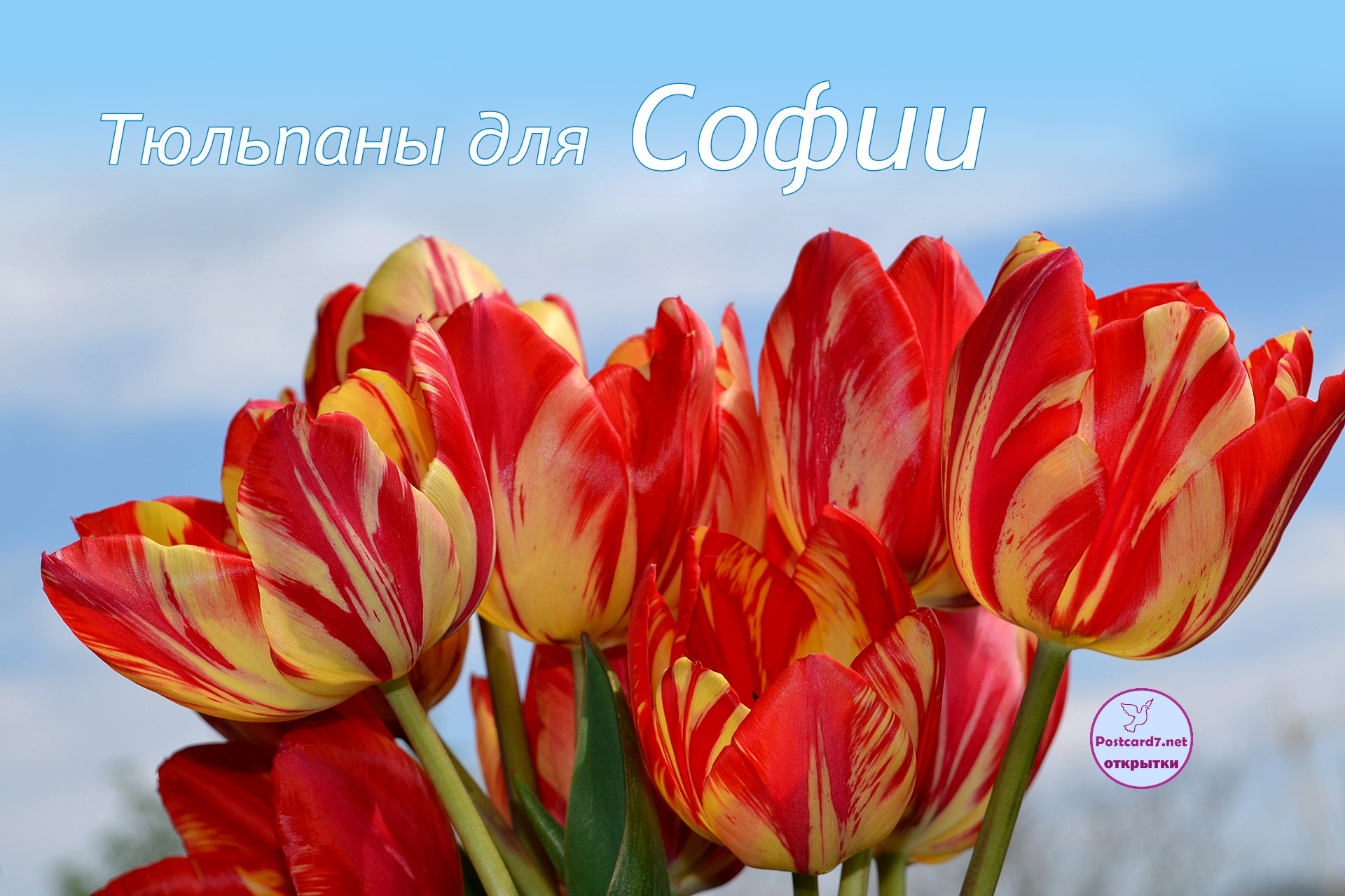 Букет полосатых тюльпанов для Софии, открытка