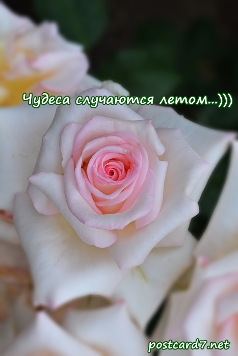 Чудеса случаются летом