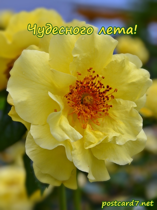 Чудесного лета
