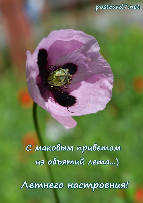 Летнего настроения, сиреневый мак