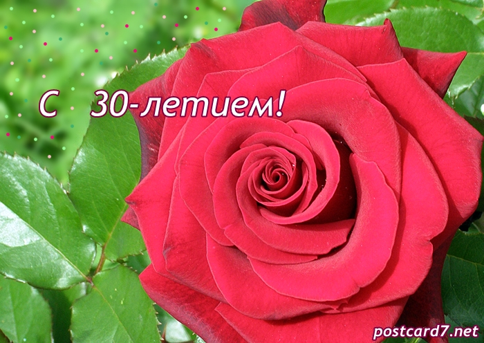 30 лет, открытка, роза
